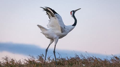 Born in China Bild 8