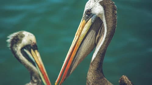 Contrasts of Peru Bild 3