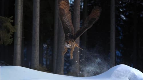 Owl's Odyssey Bild 2