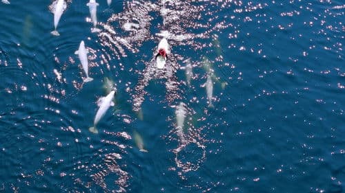 극장판 고래와 나 Bild 4