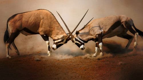 Animal Fight Club Bild 2