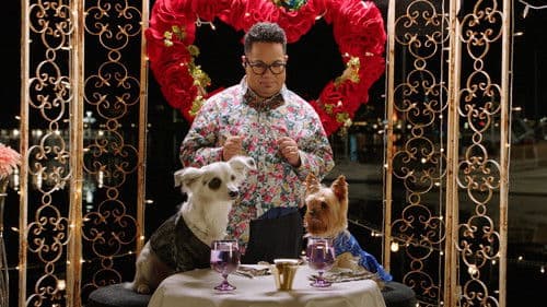 Wuff Star: Rund um die Welt Bild 6