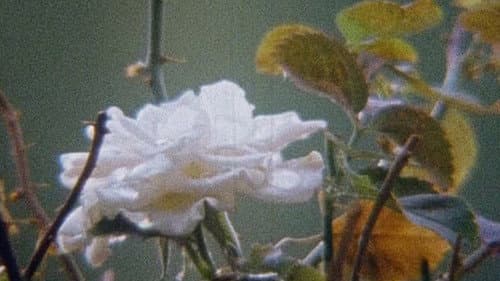 Hic rosa, partition botanique Bild 3