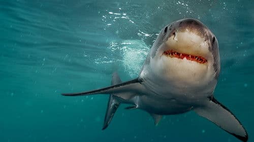 Die Rückkehr der Weißen Haie Bild 8