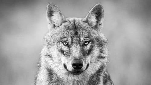 Ein Jahr unter Wölfen Bild 1