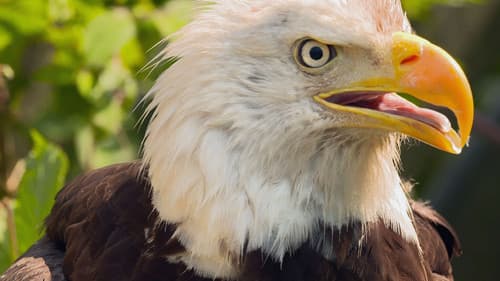 Wild Wild East Bild 3