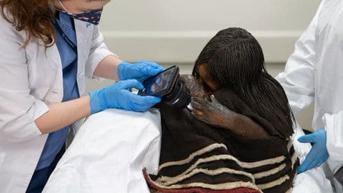 El Guardián de Los Andes Bild 4