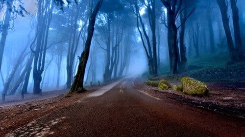 These Woods Are Haunted Bild 1