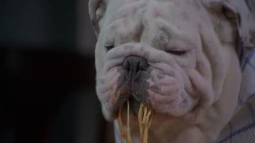 The Dogfather Bild 1