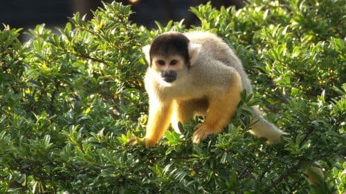 いいZooだね。～岩合光昭の動物園歩き～ Bild 5