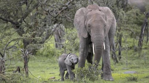 Petit éléphant Bild 1