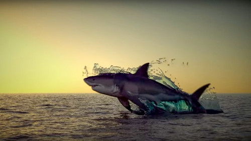 Noah’s Shark Bild 3