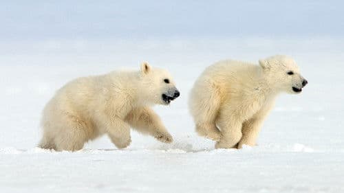 Eisbären - Abenteuer einer jungen Familie Bild 2