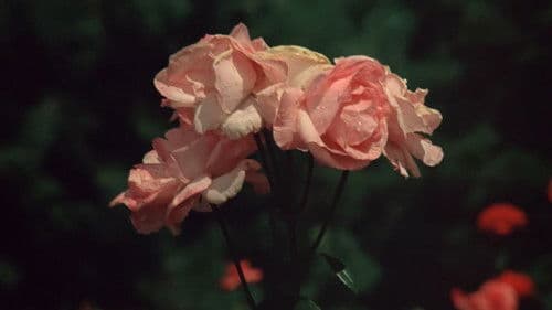 Die Sünde des Abbé Mouret Bild 2