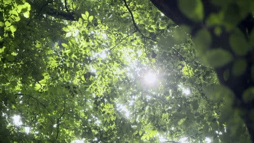 Yellow Brick Road Bild 1