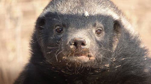 Honey Badger: Grit Bild 1
