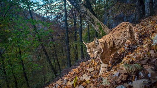 Le Retour fragile du lynx Bild 1