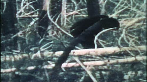 The Legend of Bigfoot Bild 2