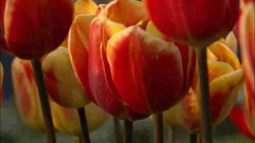 The Botany of Desire Bild 3