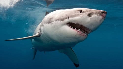 The Search for the Ocean's Super Predator Bild 1