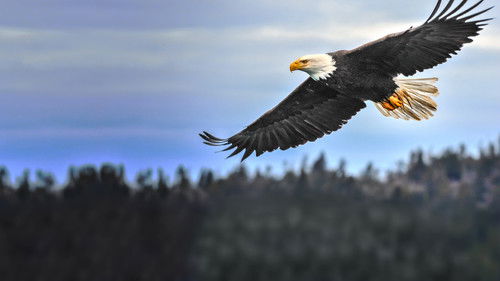 Amerikas Big Five Bild 5