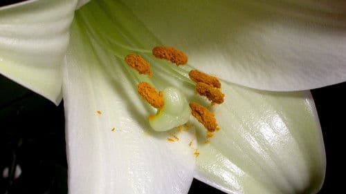 The Private Life of Plants Bild 1