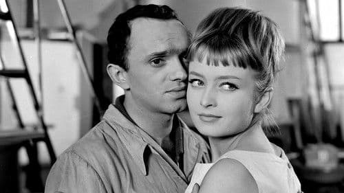 Pieczone gołąbki Bild 2