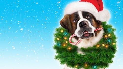 Beethovens abenteuerliche Weihnachten Bild 8