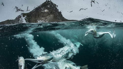 Wildes Shetland Bild 2