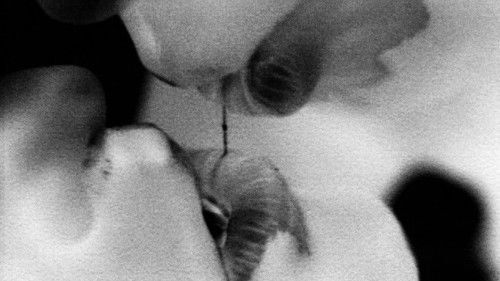 The Operation Bild 3