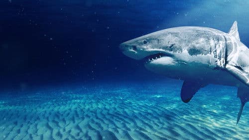 Die Rückkehr der Weißen Haie Bild 7