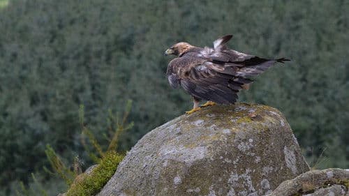 Ungezähmtes Rumänien Bild 3