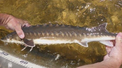 Der Milliarden-Dollar-Fisch Bild 1