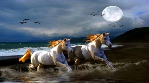 Нощем с белите коне Bild 1