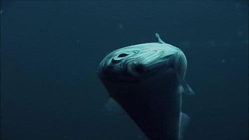 Killer Whales - The Ultimate Guide Bild 3