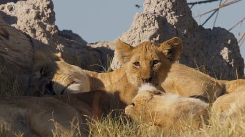 Big Cats 24/7 Bild 4