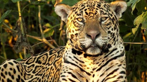 Wildes Brasilien Bild 1