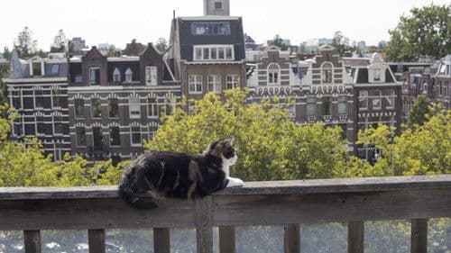 Katzenliebe: Eine Hommage an Katzen Bild 6