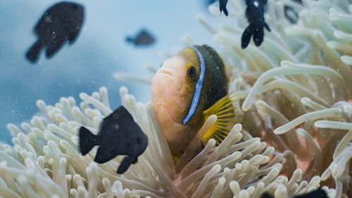 L'Océan vu du cœur Bild 1