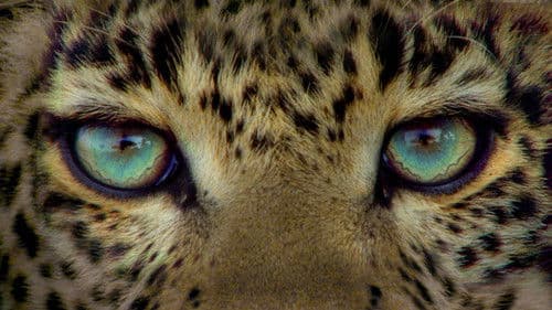 Der Leopard mit den Jade-Augen Bild 1