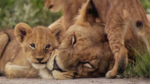 The Last Lions Bild 7