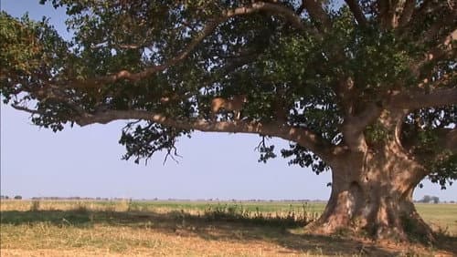 The Lion Tree Bild 1