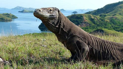 Die Dracheninsel Bild 1