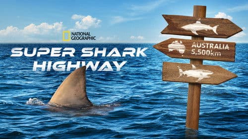 Super Shark Highway Bild 3
