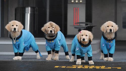 Welpenakademie Bild 3