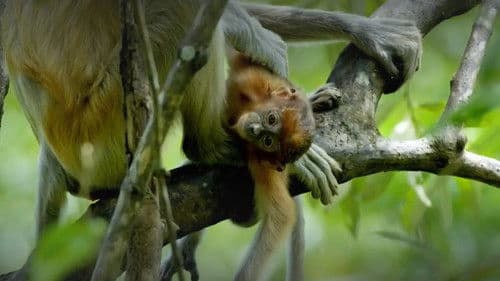 The Forgotten Forests of Malaysia Bild 2