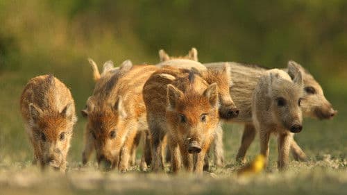 Gemenc - Árterek világa Bild 3