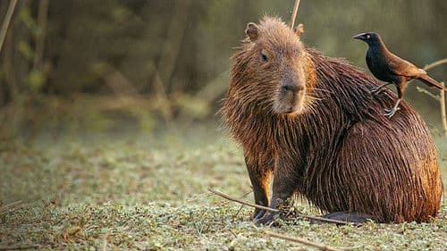 South America's Weirdest Animals Bild 5