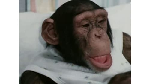 Украли зебру Bild 3