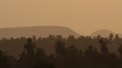 Yellow Fieber Bild 3